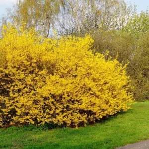 Lynwood Gold Forsythia Live Plant - Yellow Flowers, 4