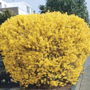 Lynwood Gold Forsythia Live Plant - Yellow Flowers, 4