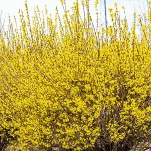 Lynwood Gold Forsythia Live Plant - Yellow Flowers, 4