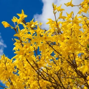 Lynwood Gold Forsythia Live Plant - Yellow Flowers, 4