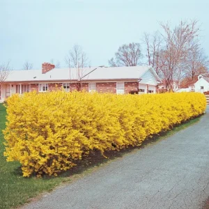 Lynwood Gold Forsythia Live Plant - Yellow Flowers, 4
