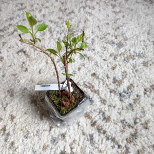 Lynwood Gold Forsythia Live Plant - Yellow Flowers, 4