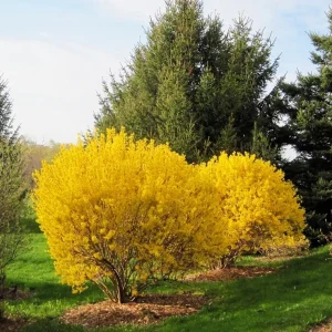 Lynwood Gold Forsythia Live Plant - Yellow Flowers, 4