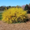 Lynwood Gold Forsythia Live Plant - Yellow Flowers, 4" Pot, 6-12" Tall - Image 1