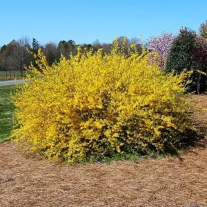 Lynwood Gold Forsythia Live Plant - Yellow Flowers, 4