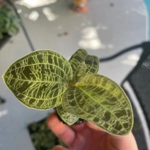 Macodes Petola Jewel Orchid Starter Plant - Live Houseplant for Indoor Display - Image 10