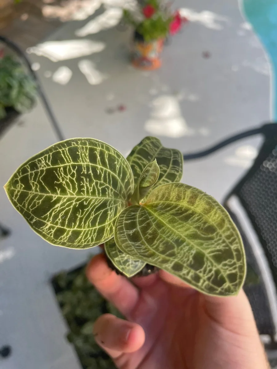 Macodes Petola Jewel Orchid Starter Plant - Live Houseplant for Indoor Display - Image 10