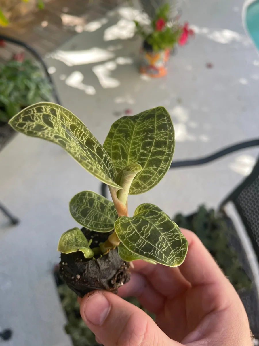 Macodes Petola Jewel Orchid Starter Plant - Live Houseplant for Indoor Display - Image 2