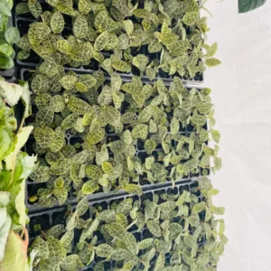 Macodes Petola Jewel Orchid Starter Plant - Live Houseplant for Indoor Display - Image 3