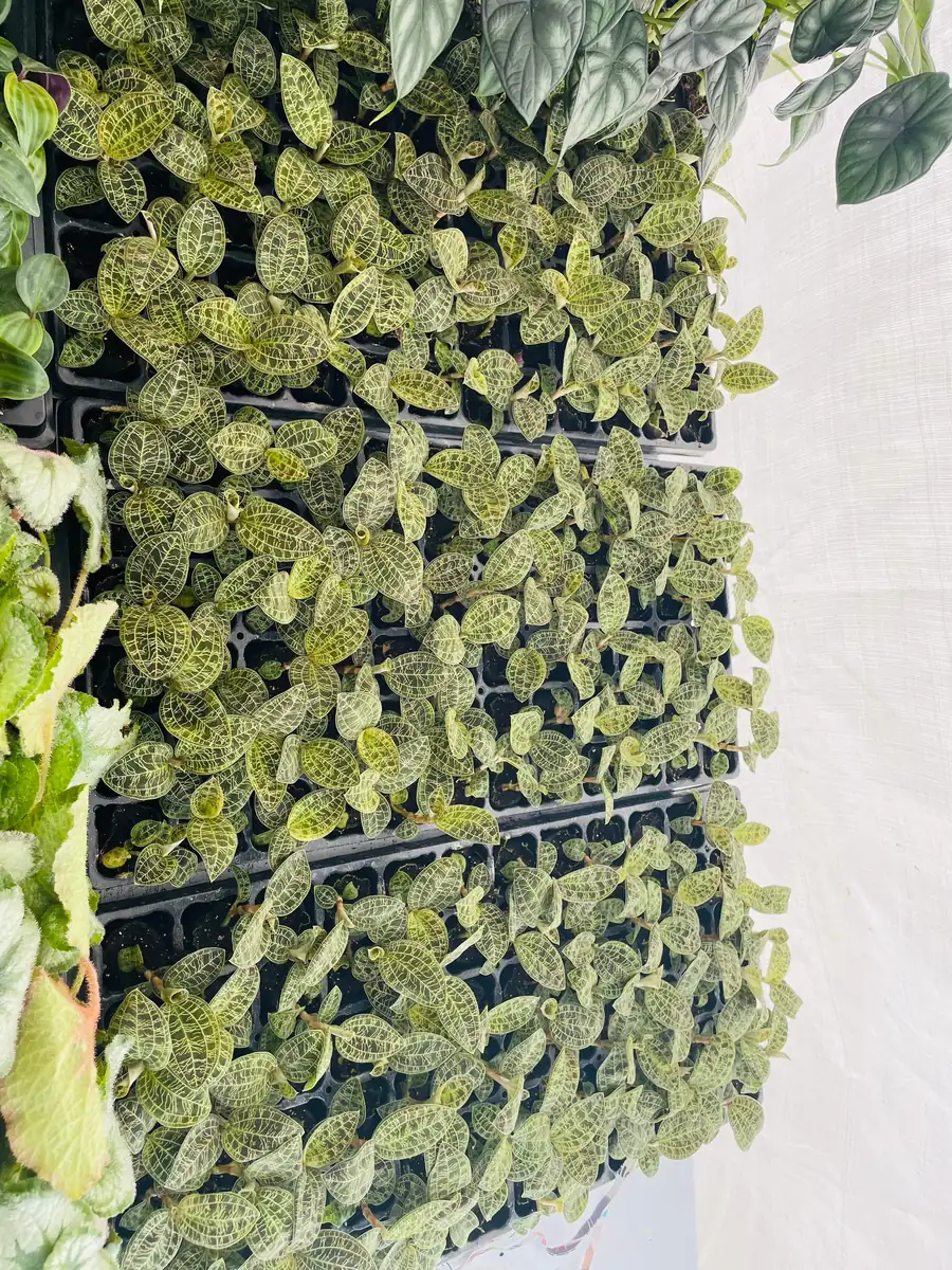 Macodes Petola Jewel Orchid Starter Plant - Live Houseplant for Indoor Display - Image 3