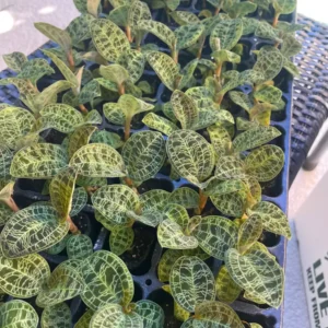 Macodes Petola Jewel Orchid Starter Plant - Live Houseplant for Indoor Display - Image 4