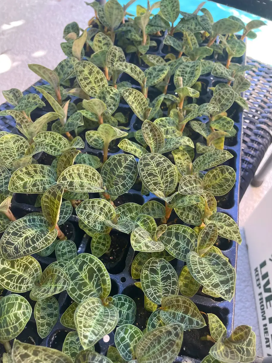 Macodes Petola Jewel Orchid Starter Plant - Live Houseplant for Indoor Display - Image 4