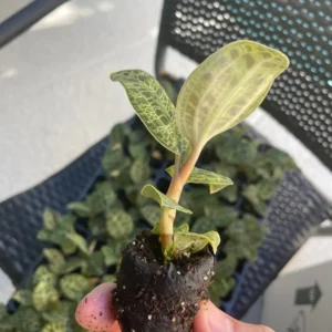 Macodes Petola Jewel Orchid Starter Plant - Live Houseplant for Indoor Display - Image 5