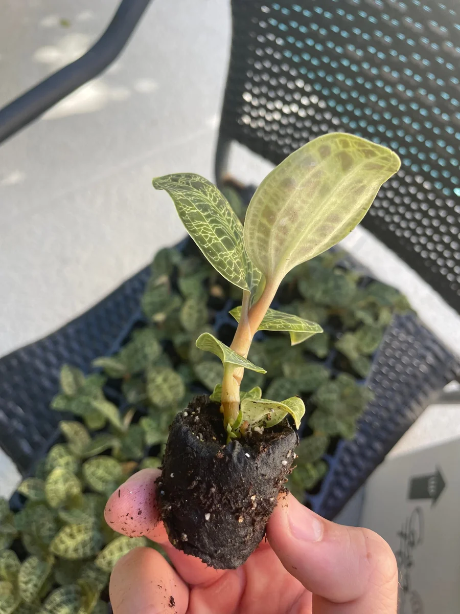 Macodes Petola Jewel Orchid Starter Plant - Live Houseplant for Indoor Display - Image 5