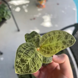 Macodes Petola Jewel Orchid Starter Plant - Live Houseplant for Indoor Display - Image 6