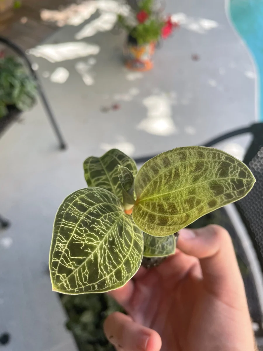 Macodes Petola Jewel Orchid Starter Plant - Live Houseplant for Indoor Display - Image 6