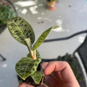 Macodes Petola Jewel Orchid Starter Plant - Live Houseplant for Indoor Display - Image 7