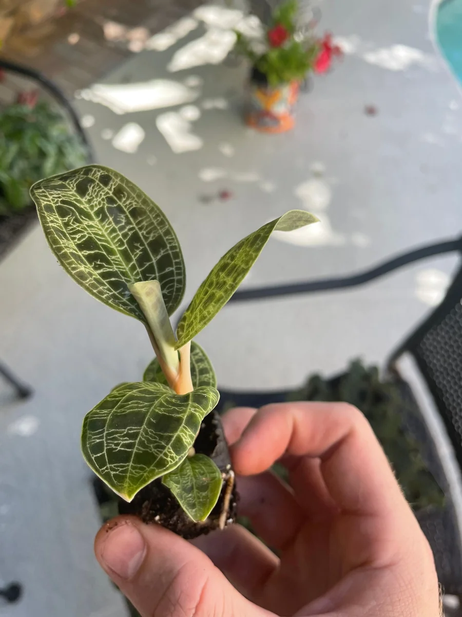 Macodes Petola Jewel Orchid Starter Plant - Live Houseplant for Indoor Display - Image 7