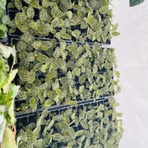 Macodes Petola Jewel Orchid Starter Plant - Live Houseplant for Indoor Display - Image 8