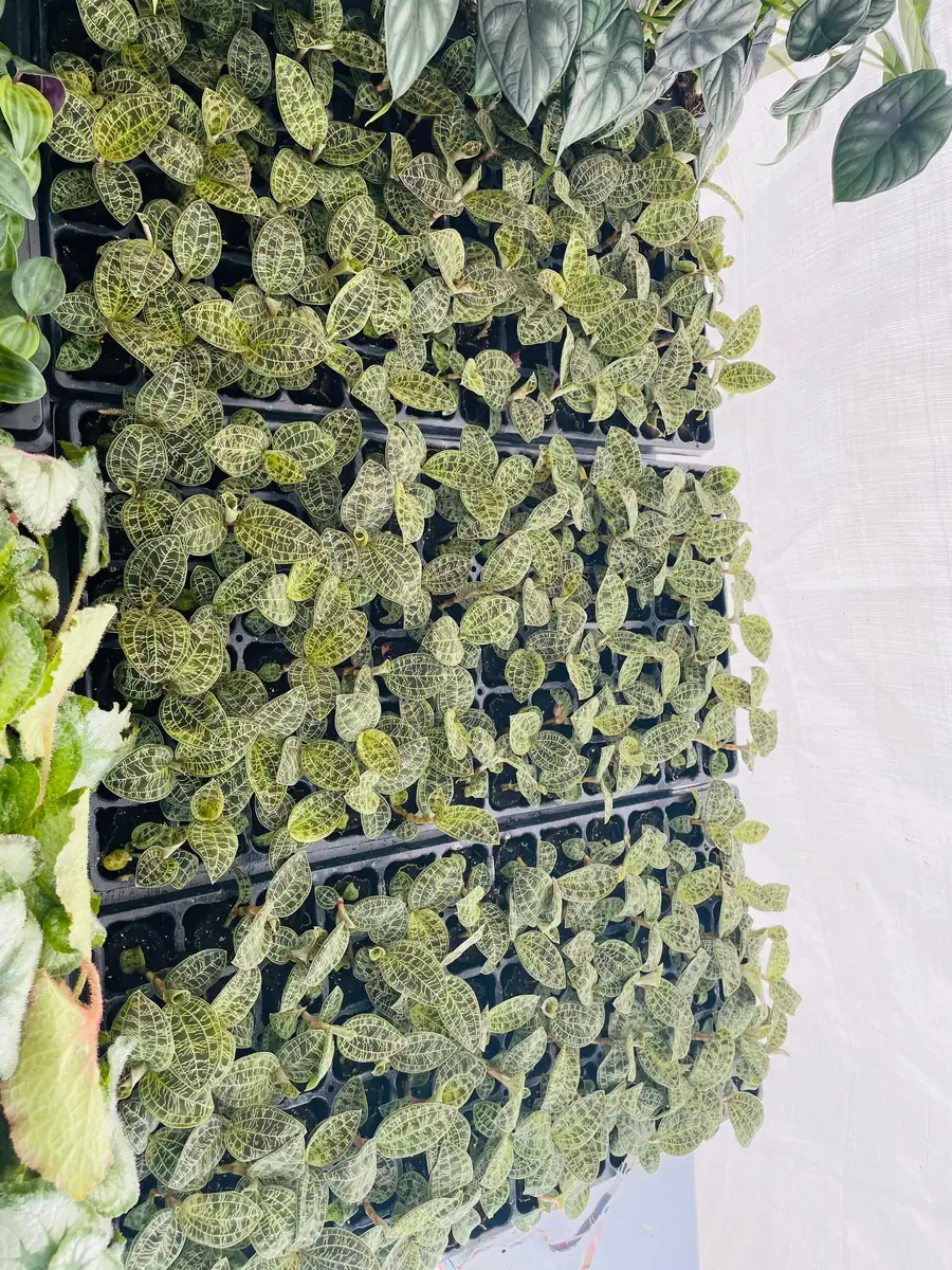 Macodes Petola Jewel Orchid Starter Plant - Live Houseplant for Indoor Display - Image 8