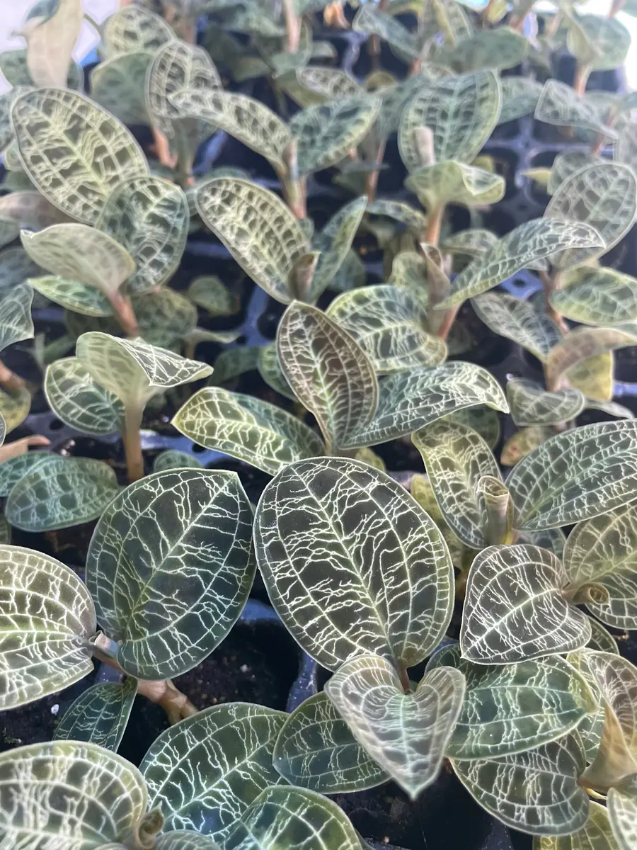 Macodes Petola Jewel Orchid Starter Plant - Live Houseplant for Indoor Display - Image 9