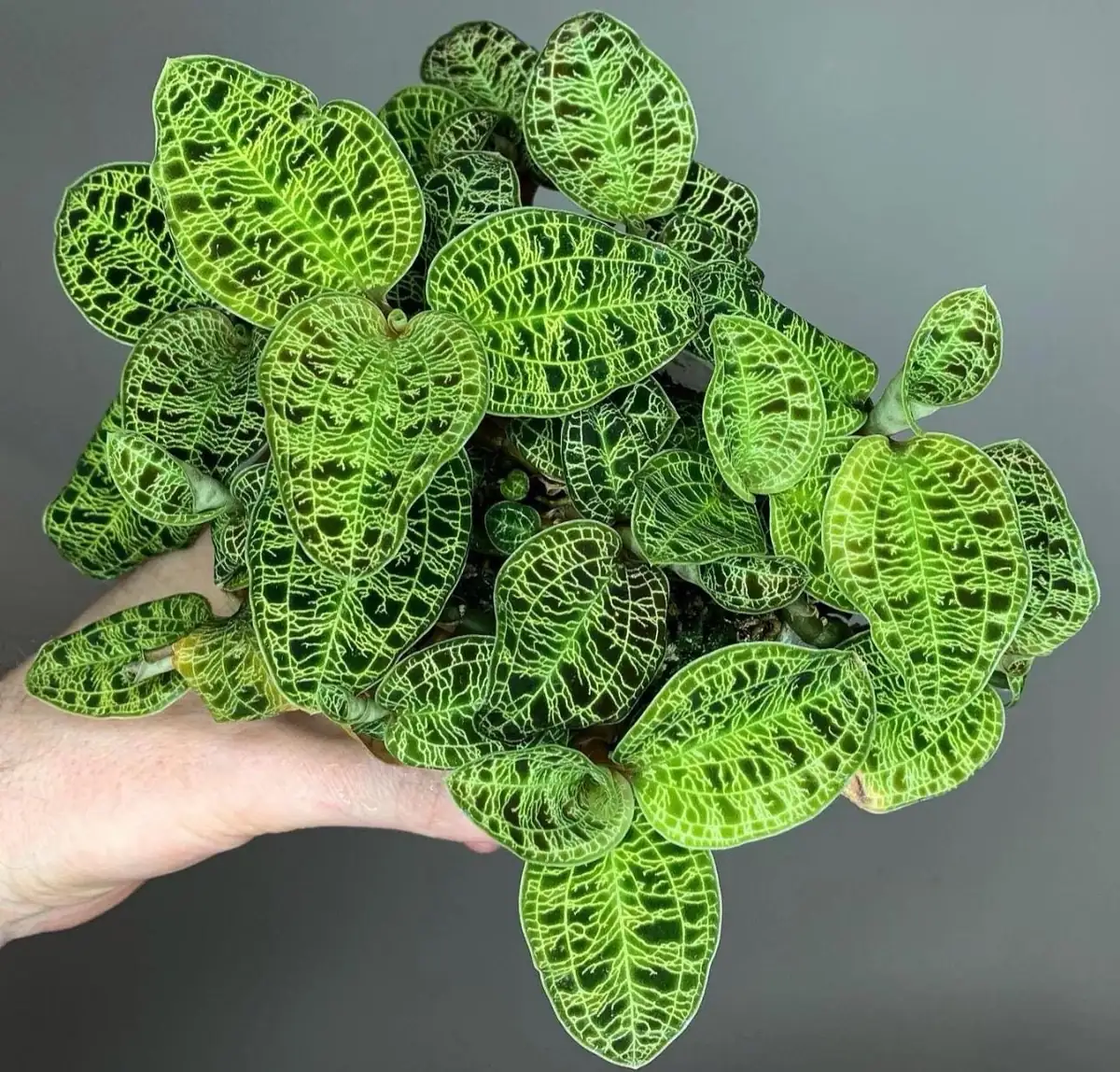 Macodes Petola Jewel Orchid Starter Plant - Live Houseplant for Indoor Display - Image 1