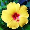 Madagascar Hibiscus Moscheutos Live Plant - Starter Mallow Malvaceae - Indoor/Outdoor - Image 1