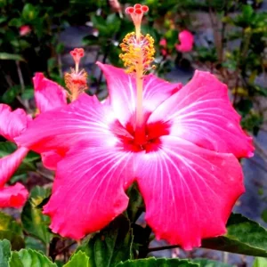 Madagascar Hibiscus Moscheutos Mallow Live Plant Starter - Indoor/Outdoor - Image 1