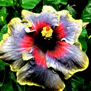 Madagascar Hibiscus Moscheutos Mallow Live Plant Starter - Perennial - Image 1