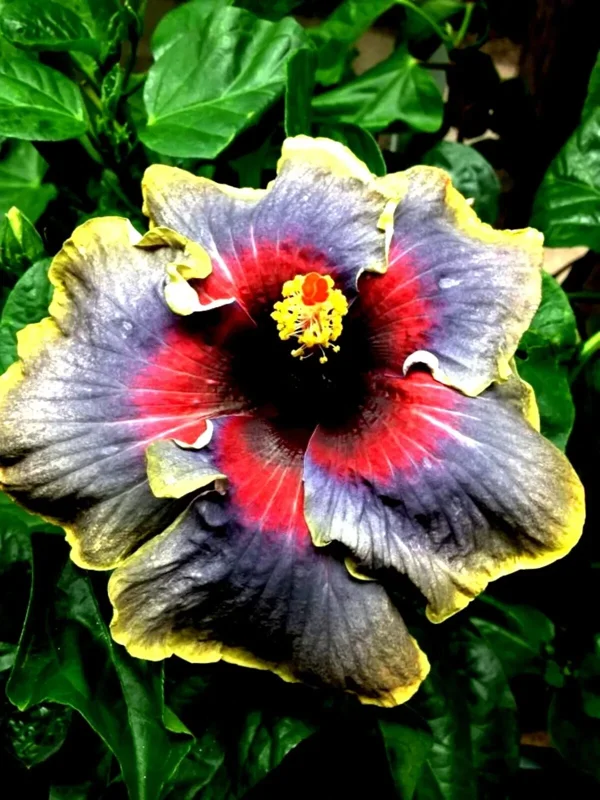 Madagascar Hibiscus Moscheutos Mallow Live Plant Starter - Perennial - Image 1
