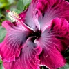 Madagascar Hibiscus Moscheutos Mallow Live Starter Plant - US Grown - Image 1