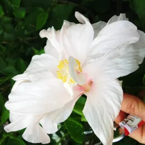 Madagascar Hibiscus Moscheutos Mallow Live Starter Plant – Malvaceae – Indoor/Outdoor Perennial - Image 1