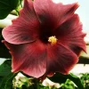 Madagascar Hibiscus Moscheutos Mallow Live Starter Plant - Perennial, Indoor/Outdoor - Image 1