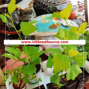 Madagascar Hibiscus Moscheutos Mallow Seeds - 5 Sample Seeds for Planting - Image 3