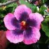 Madagascar Hibiscus Moscheutos Mallow Starter - 7 Live Cuttings - Indoor & Outdoor - Image 1