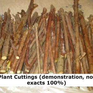 Madagascar Hibiscus Moscheutos Mallow Starter - 7 Live Cuttings - Indoor/Outdoor - Image 6