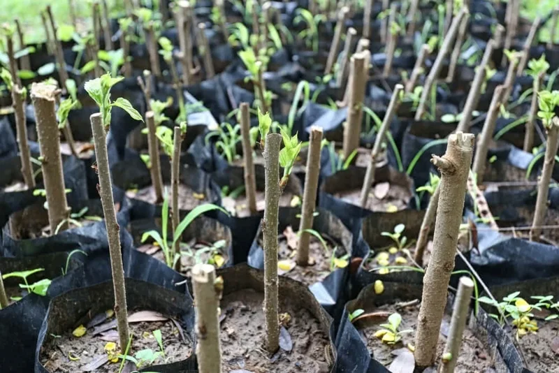 Madagascar Hibiscus Moscheutos Mallow Starter Live Plant - 7 Cuttings - Indoor/Outdoor - Image 2