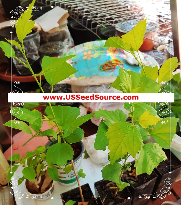 Madagascar Hibiscus Moscheutos Mallow Starter Live Plant - Perennial Rose of Sharon - Image 4