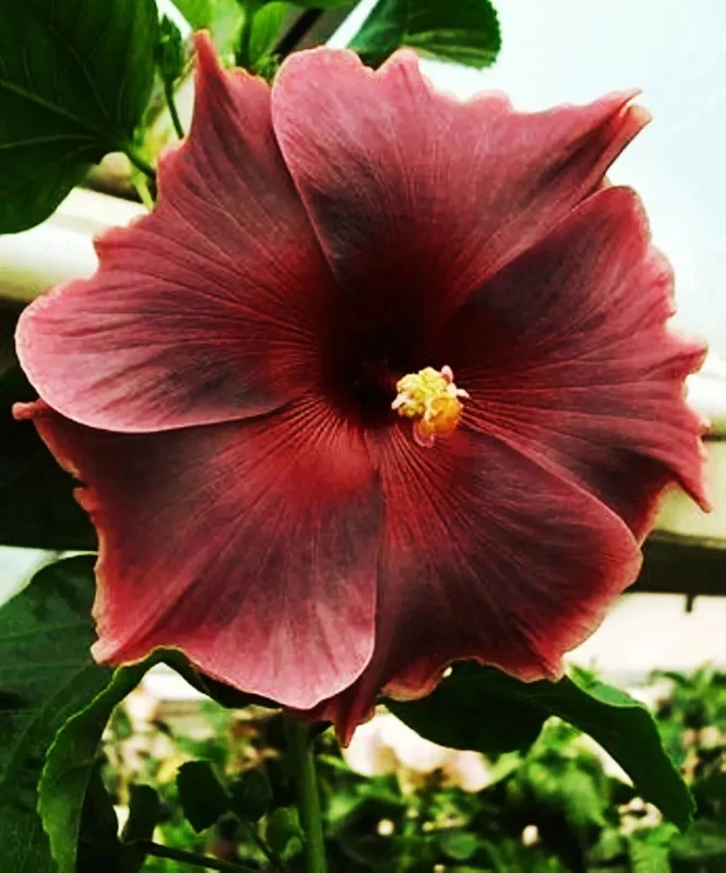 Madagascar Hibiscus Moscheutos Mallow Starter Live Plant - Perennial - Image 1