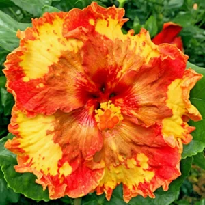 Madagascar Hibiscus Moscheutos Rose of Sharon Seeds - Pink Blooms - Image 1