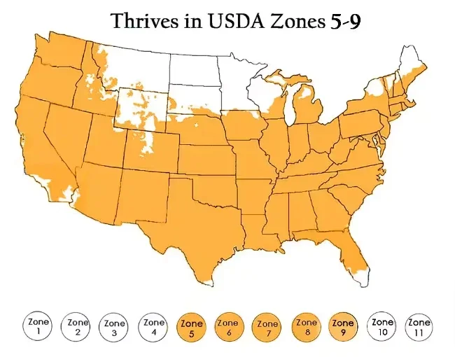 Madagascar Hibiscus Moscheutos Rose of Sharon Starter Seeds - Pink Flowers - Image 2