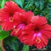 Madagascar Hibiscus Moscheutos Seeds - 10 Pack Rose of Sharon Perennial - Image 1