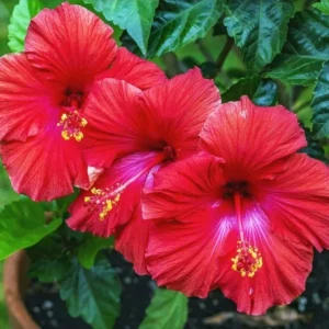 Madagascar Hibiscus Moscheutos Seeds - 10 Pack Rose of Sharon Perennial - Image 1