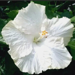 Madagascar Hibiscus Moscheutos Seeds - 10 Pack Rose of Sharon Flower - Image 1