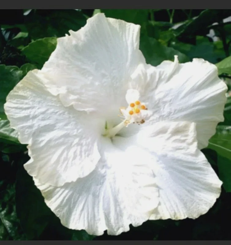 Madagascar Hibiscus Moscheutos Seeds - 10 Pack Rose of Sharon Flower - Image 1