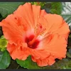 Madagascar Hibiscus Moscheutos Seeds - 10 Pack Rose of Sharon Pink Flowers - Image 1