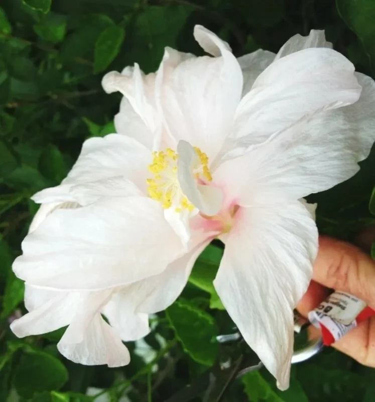 Madagascar Hibiscus Moscheutos Seeds - 10 Rose of Sharon Seed Pack - Image 1