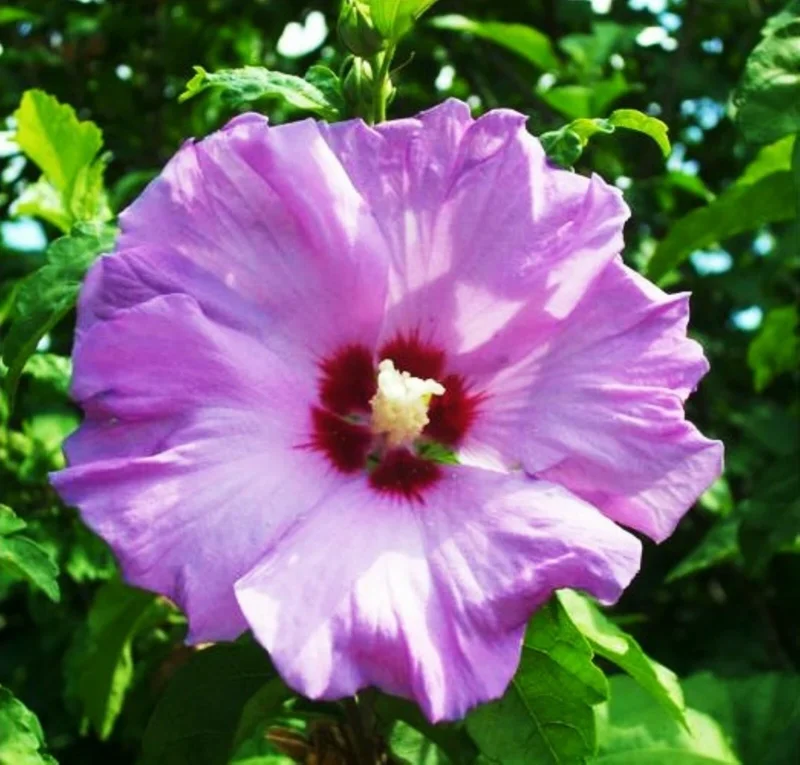 Madagascar Hibiscus Moscheutos Seeds - Rose of Sharon - 15+ Seed Pack - Indoor & Outdoor - Image 1