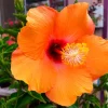 Madagascar Hibiscus Moscheutos Seeds - Rose of Sharon Perennial Flower Seeds - Image 1