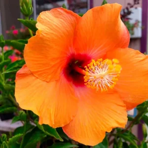 Madagascar Hibiscus Moscheutos Seeds - Rose of Sharon Perennial Flower Seeds - Image 1